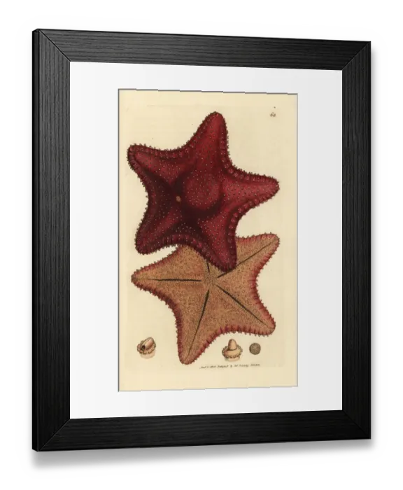 Framed Print : Sea star or starfish, Hippasteria phrygiana Framed Print : Sea star or starfish, Hippasteria phrygiana