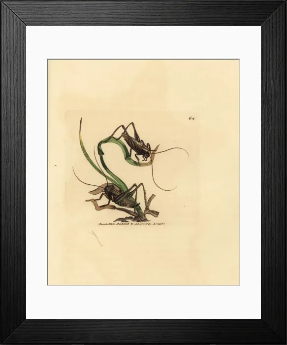 Framed Print : Grey bush cricket, Platycleis grisea Framed Print : Grey bush cricket, Platycleis grisea
