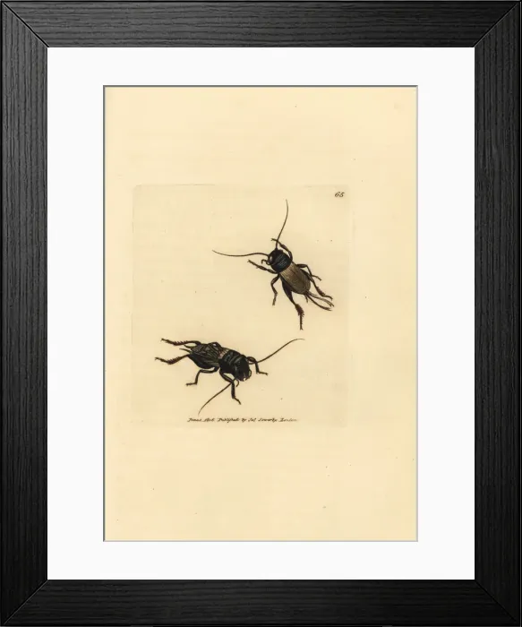 Framed Print : Field cricket, Gryllus campestris Framed Print : Field cricket, Gryllus campestris