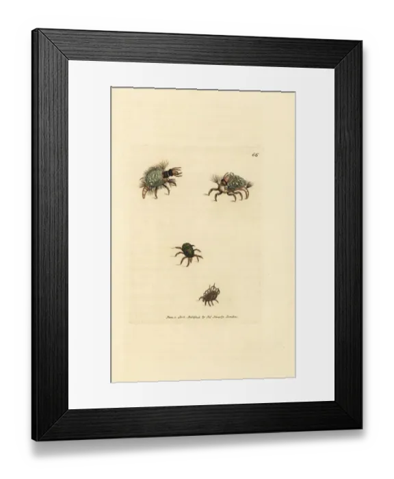 Framed Print : Larva of the Hemerobius lacewing in lichen, and mites Framed Print : Larva of the Hemerobius lacewing in lichen, and mites