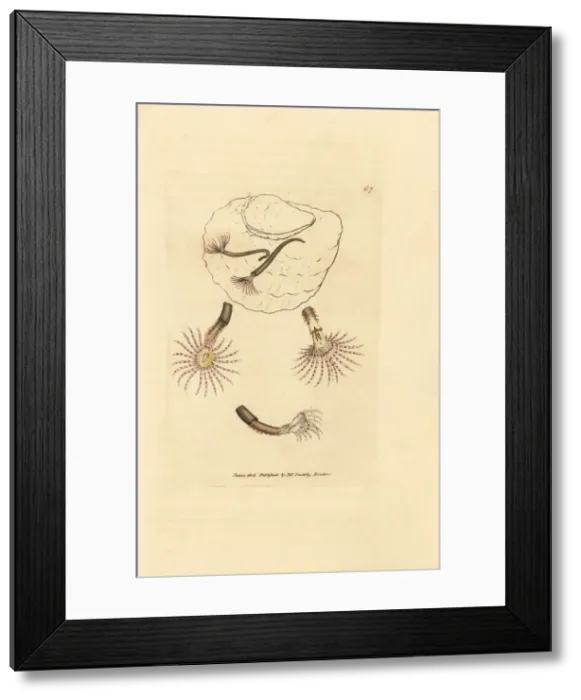 Framed Print : Sand worm with crimson feelers, Amphitrite rosea Framed Print : Sand worm with crimson feelers, Amphitrite rosea