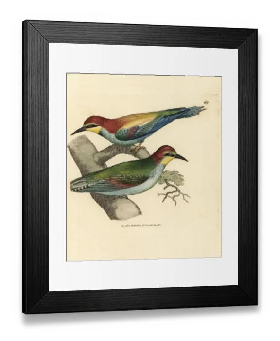 Framed Print : European bee-eater, Merops apiaster Framed Print : European bee-eater, Merops apiaster