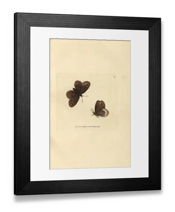 Framed Print : Arran brown, Erebia ligea Framed Print : Arran brown, Erebia ligea