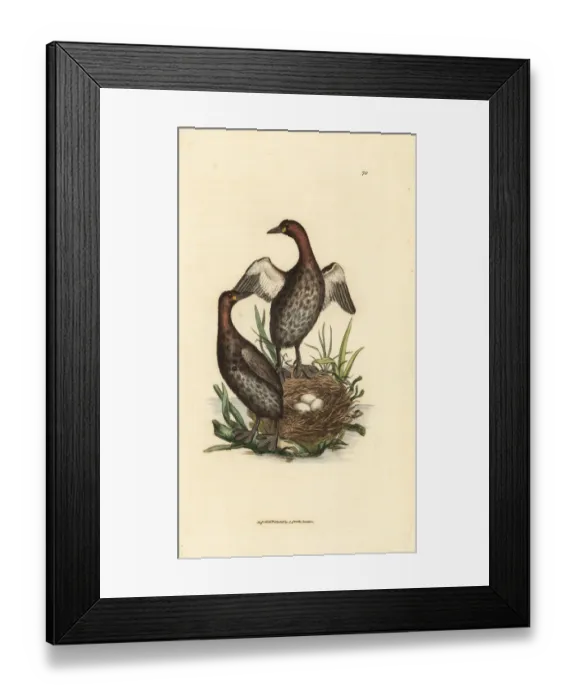 Framed Print : Little grebe, Tachybaptus ruficollis Framed Print : Little grebe, Tachybaptus ruficollis