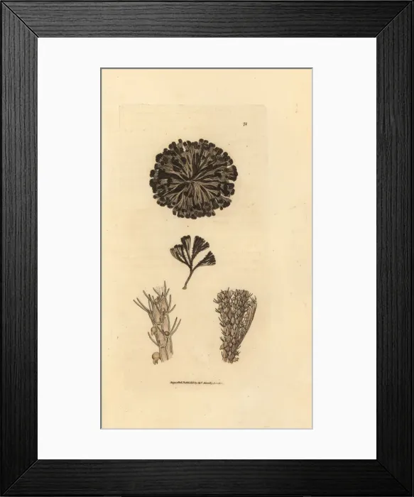 Framed Print : Bugulina avicularia Framed Print : Bugulina avicularia