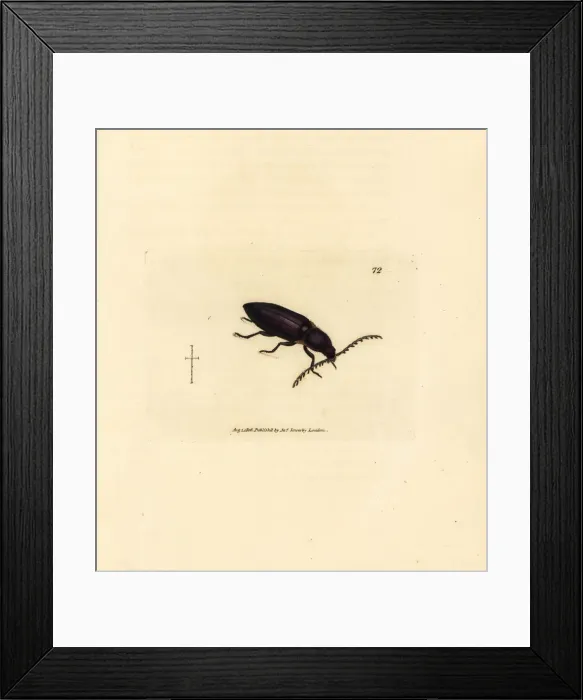 Framed Print : Ctenicera cuprea beetle Framed Print : Ctenicera cuprea beetle