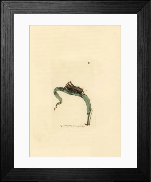 Framed Print : Green grasshopper, Omocestus viridulus Framed Print : Green grasshopper, Omocestus viridulus