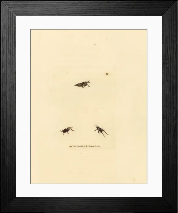 Framed Print : Slender grasshopper, Tetrix subulata Framed Print : Slender grasshopper, Tetrix subulata