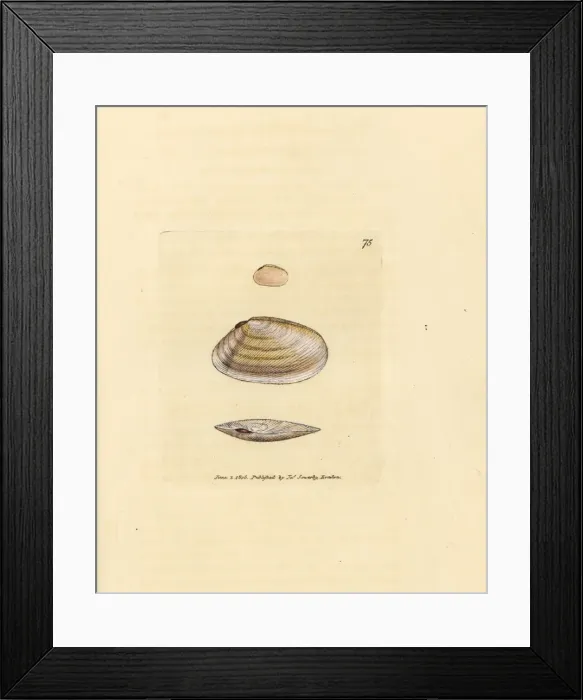 Framed Print : Candystick tellina shell, Tellina similis Framed Print : Candystick tellina shell, Tellina similis