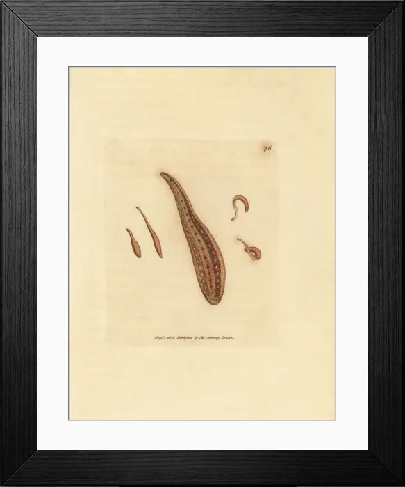 Framed Print : Leech, Hirudo circulans Framed Print : Leech, Hirudo circulans
