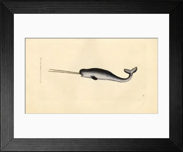 Framed Print : Sea unicorn or narwhal, Monodon monoceros Framed Print : Sea unicorn or narwhal, Monodon monoceros