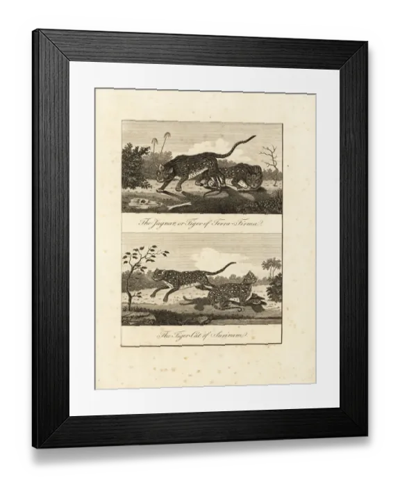 Framed Print : Jaguar and ocelot Framed Print : Jaguar and ocelot