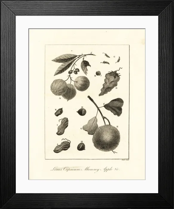 Framed Print : Limes, peppers, mammy apple and nuts Framed Print : Limes, peppers, mammy apple and nuts