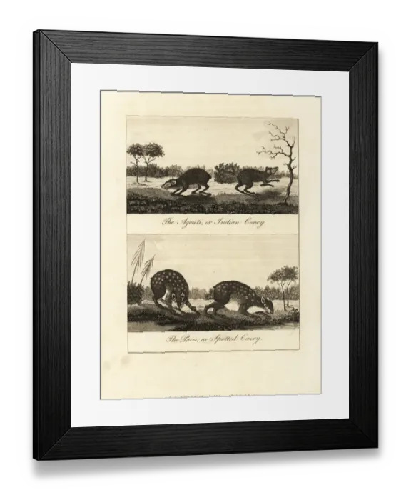 Framed Print : Red-rumped agouti and spotted paca Framed Print : Red-rumped agouti and spotted paca