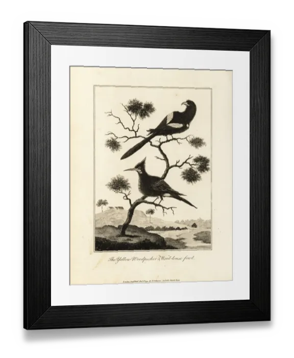 Framed Print : Black-tailed trogon and chestnut woodpecker Framed Print : Black-tailed trogon and chestnut woodpecker