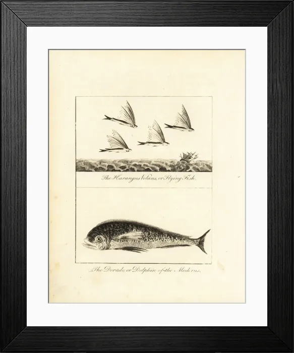 Framed Print : Flying fish and dolphin