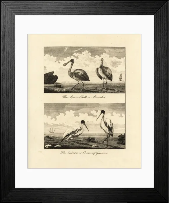 Framed Print : Roseate spoonbill and American wood ibis Framed Print : Roseate spoonbill and American wood ibis