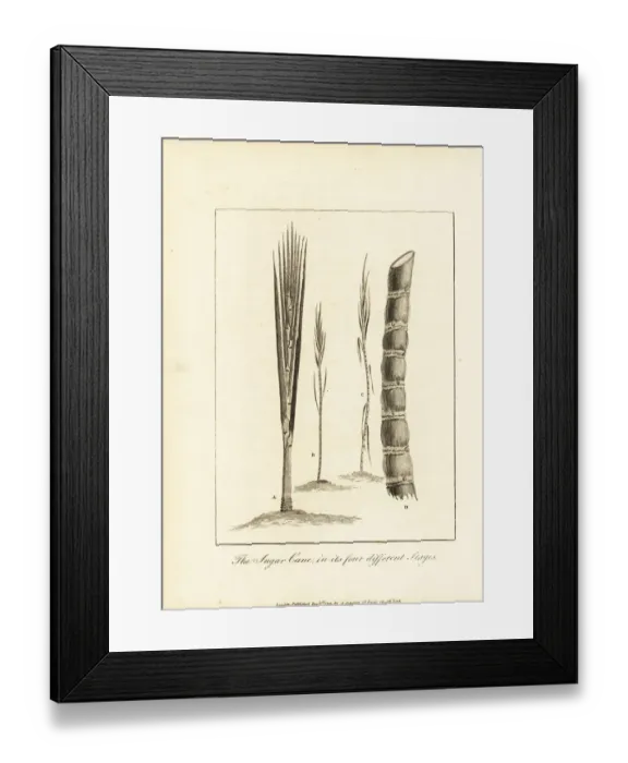 Framed Print : Four stages of sugar cane, Saccharum officinarum Framed Print : Four stages of sugar cane, Saccharum officinarum