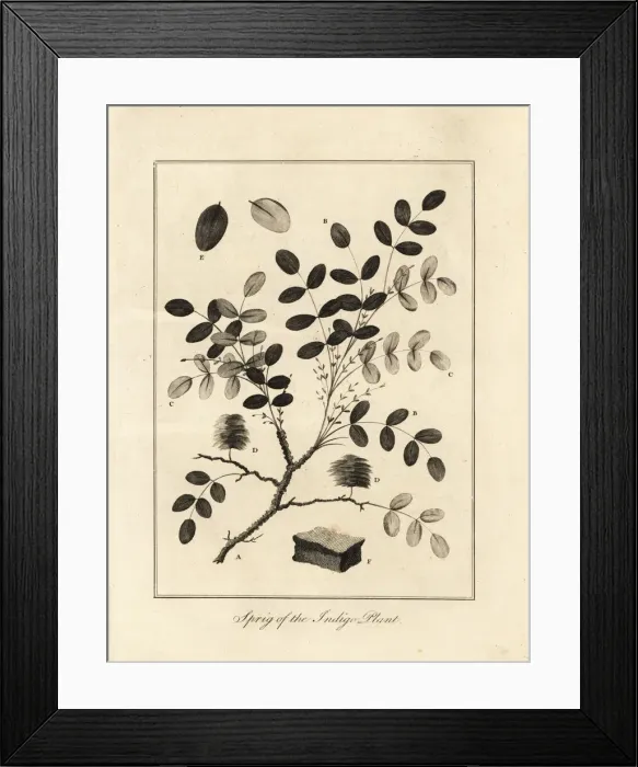 Framed Print : Sprig of the indigo plant, Indigofera tinctoria Framed Print : Sprig of the indigo plant, Indigofera tinctoria