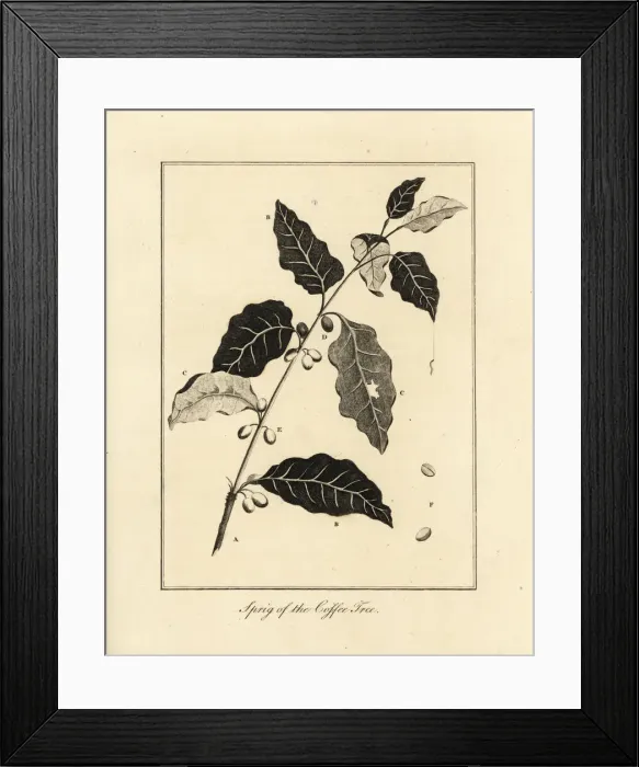 Framed Print : Sprig of the coffee tree, Coffea arabica Framed Print : Sprig of the coffee tree, Coffea arabica