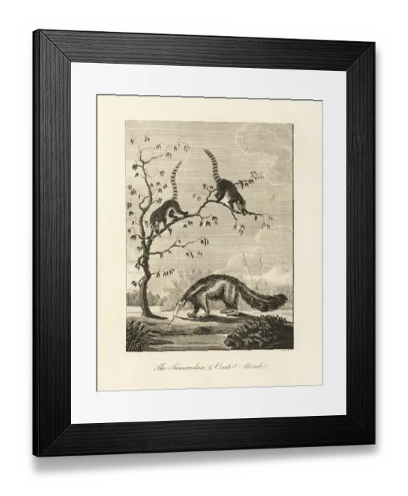 Framed Print : Great anteater and South American coati Framed Print : Great anteater and South American coati