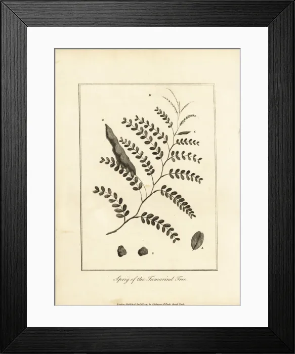 Framed Print : Sprig of the tamarind tree, Tamarindus indica