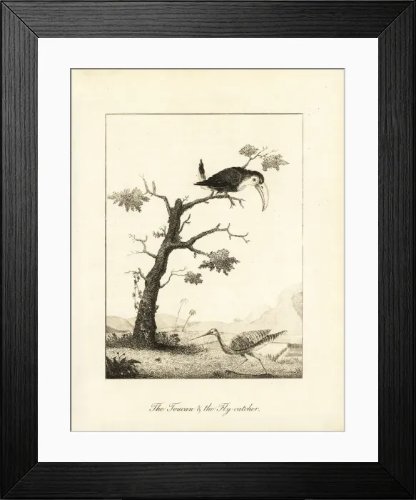Framed Print : Toco toucan and sunbittern Framed Print : Toco toucan and sunbittern