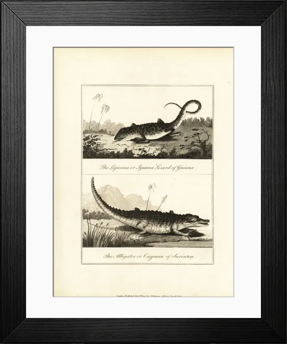 Framed Print : Iguana, Iguana iguana, and caiman, Caiman crocodilus Framed Print : Iguana, Iguana iguana, and caiman, Caiman crocodilus