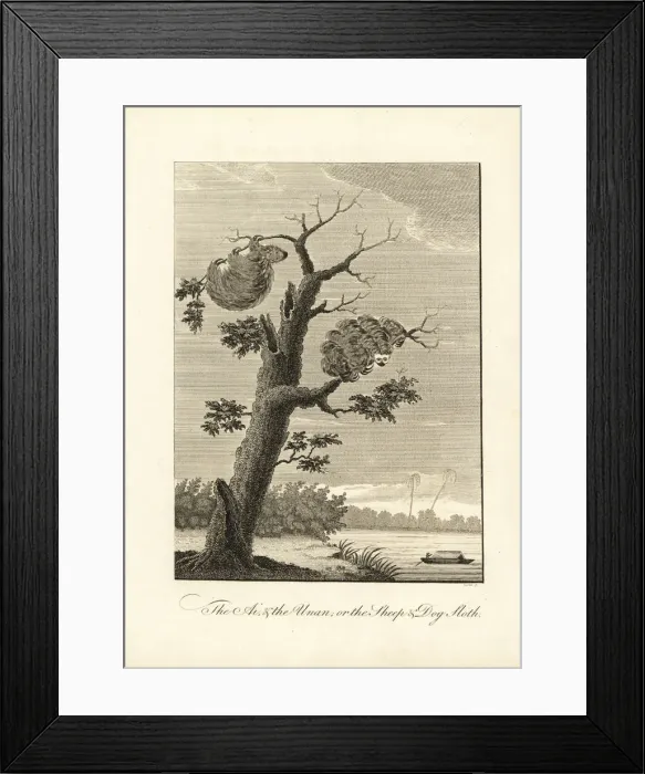 Framed Print : Two-toed sloth and pale-throated three-toed sloth Framed Print : Two-toed sloth and pale-throated three-toed sloth
