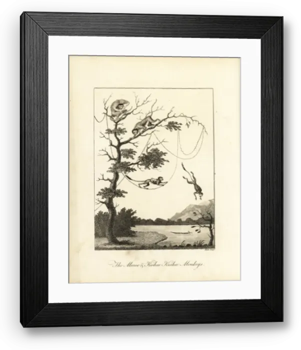 Framed Print : Brown capuchin monkey and squirrel monkey Framed Print : Brown capuchin monkey and squirrel monkey