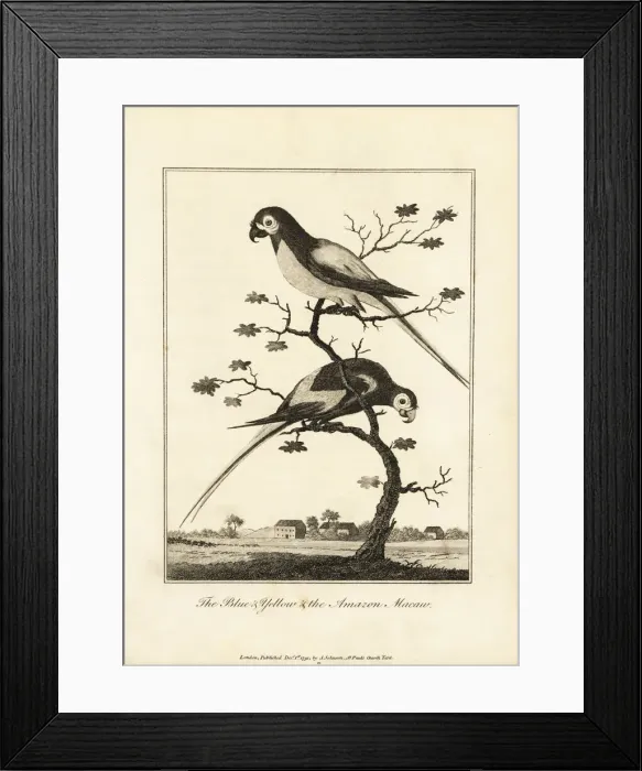 Framed Print : Blue and yellow macaw and scarlet macaw Framed Print : Blue and yellow macaw and scarlet macaw