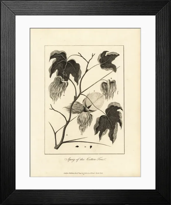 Framed Print : Sprig of the cotton plant, Gossypium hirsutum Framed Print : Sprig of the cotton plant, Gossypium hirsutum