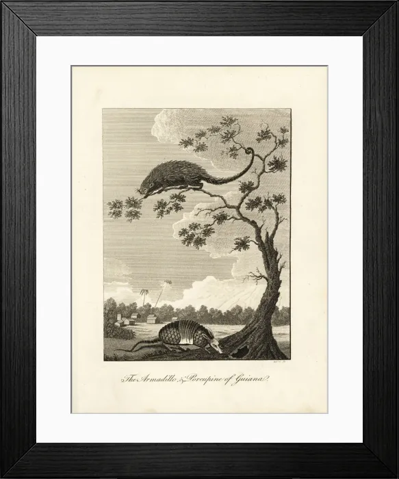 Framed Print : Armadillo and tree porcupine Framed Print : Armadillo and tree porcupine