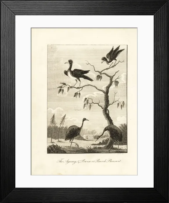 Framed Print : Grey-winged trumpeter and crested curassow (vulnerable) Framed Print : Grey-winged trumpeter and crested curassow (vulnerable)