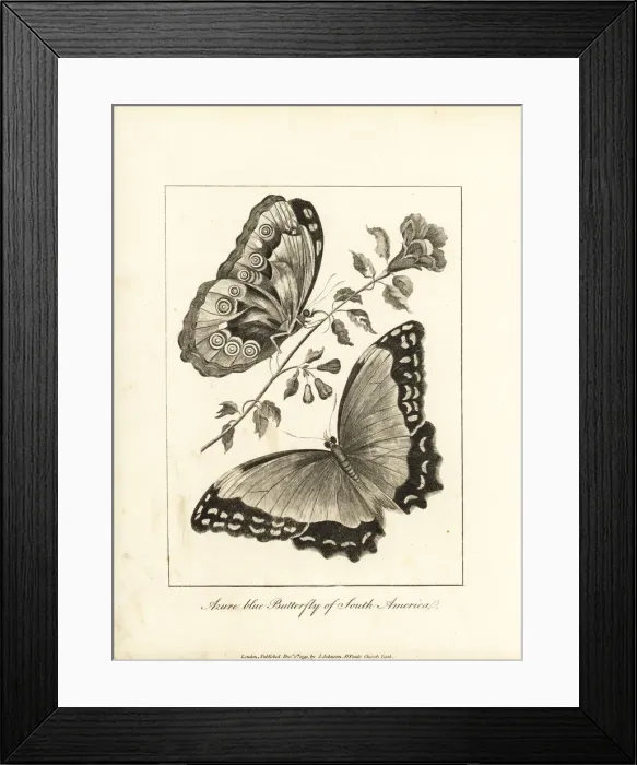 Framed Print : Menelaus blue morpho, Morpho menelaus Framed Print : Menelaus blue morpho, Morpho menelaus