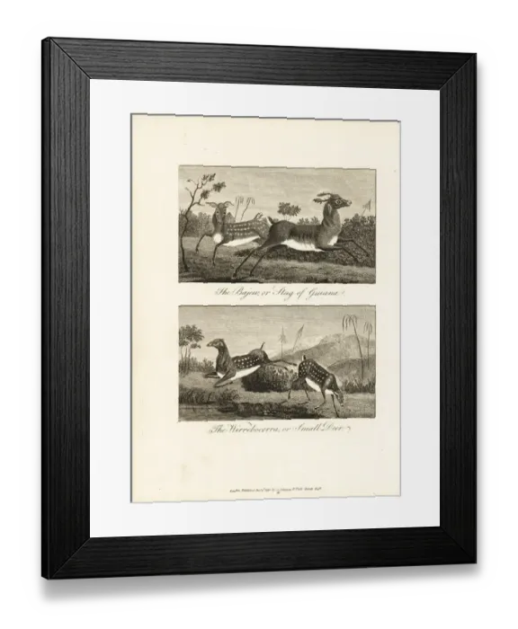 Framed Print : Guiana white-tailed deer and brown brocket Framed Print : Guiana white-tailed deer and brown brocket