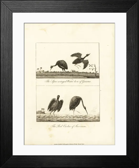 Framed Print : Wattled jacana and scarlet ibis Framed Print : Wattled jacana and scarlet ibis