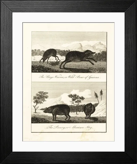 Framed Print : White-lipped peccary and collared peccary Framed Print : White-lipped peccary and collared peccary