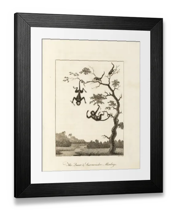 Framed Print : Red-faced spider monkey and red-handed tamarin Framed Print : Red-faced spider monkey and red-handed tamarin