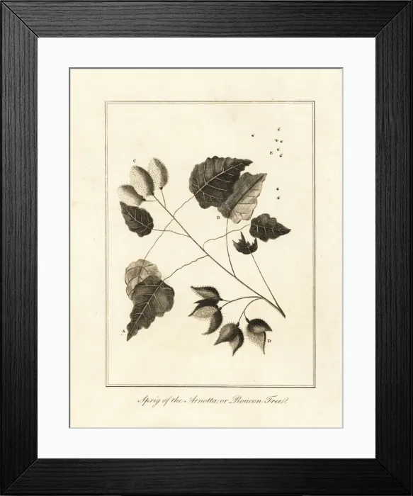 Framed Print : Sprig of the anchiote tree, Bixa orellana Framed Print : Sprig of the anchiote tree, Bixa orellana