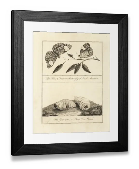 Framed Print : Red cracker butterfly and palm nut grubs Framed Print : Red cracker butterfly and palm nut grubs