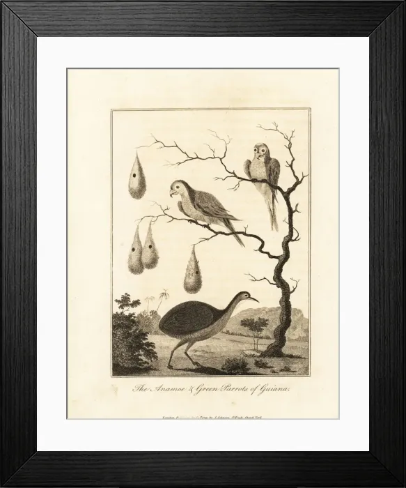 Framed Print : Great tinamou and orange-winged parrot Framed Print : Great tinamou and orange-winged parrot