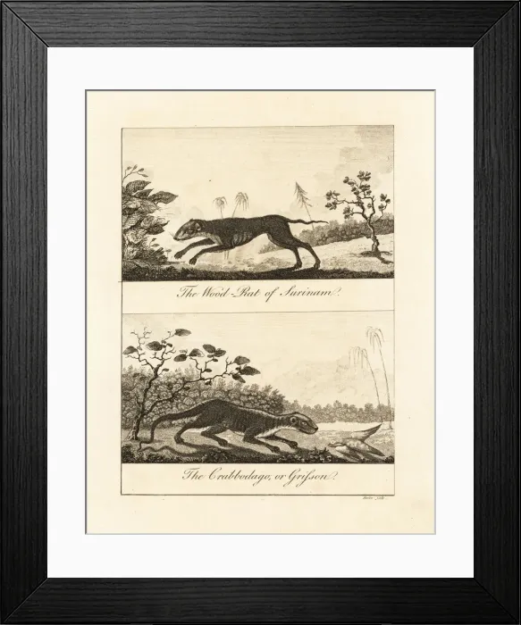 Framed Print : Red acouchi and crab-eating raccoon Framed Print : Red acouchi and crab-eating raccoon