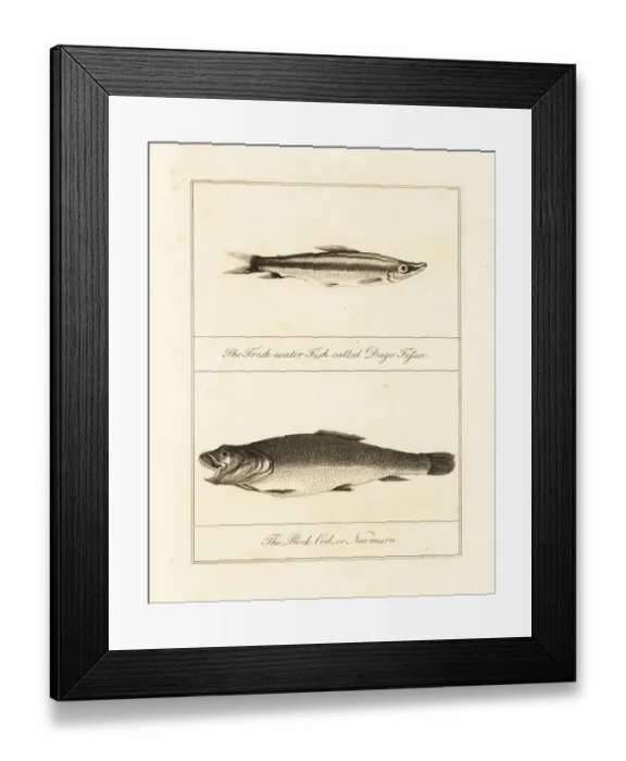 Framed Print : Freshwater barracuda and wolf fish Framed Print : Freshwater barracuda and wolf fish