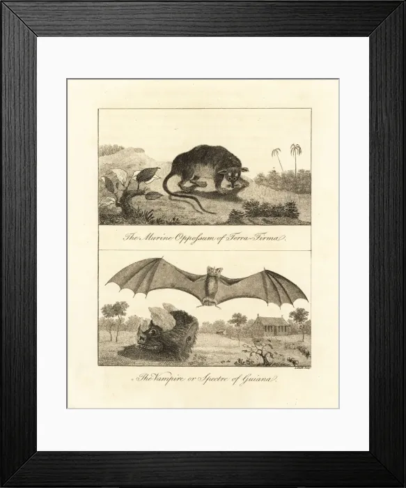 Framed Print : Four-eyed opossum and false vampire bat Framed Print : Four-eyed opossum and false vampire bat