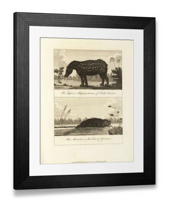 Framed Print : South American tapir and manati Framed Print : South American tapir and manati
