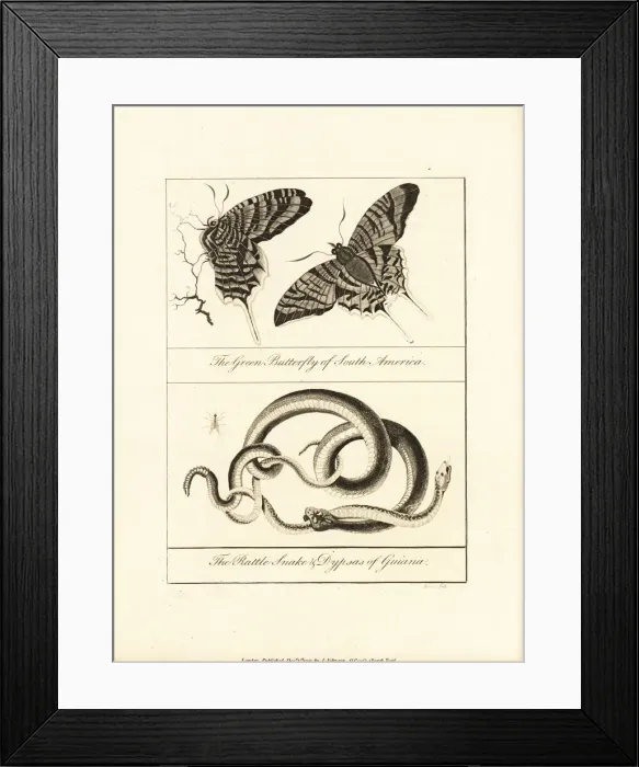 Framed Print : Green banded urania moth, rattlesnake and snail-eater snake Framed Print : Green banded urania moth, rattlesnake and snail-eater snake