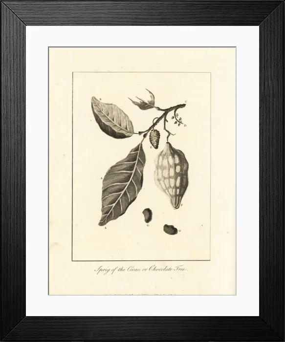 Framed Print : Cacao, cocoa or chocolate tree, Theobroma cacao Framed Print : Cacao, cocoa or chocolate tree, Theobroma cacao