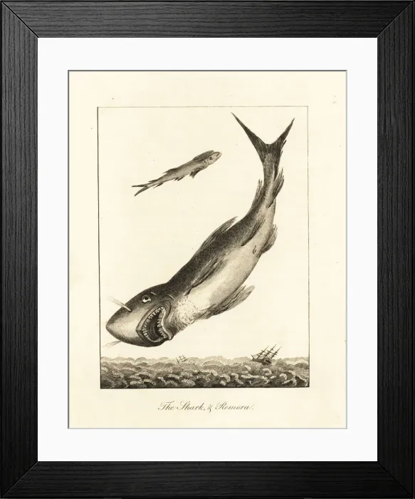 Framed Print : Great white shark and suckerfish Framed Print : Great white shark and suckerfish