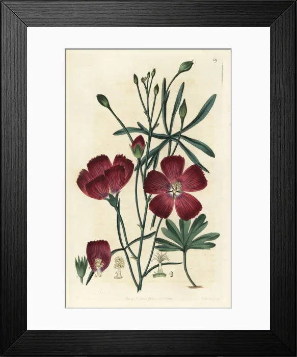 Framed Print : Finger poppy mallow, Callirhoe digitata Framed Print : Finger poppy mallow, Callirhoe digitata